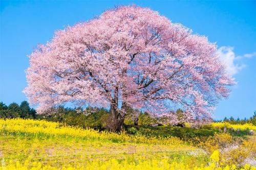 В городе хаката в префектуре фукуока есть огромный национальный парк, созданный для семейных прогулок. 06