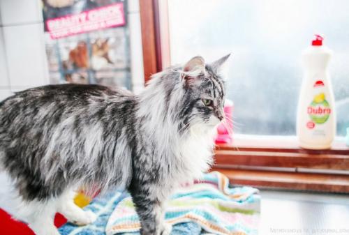 Амстердам: приют для кошек на барже. 02