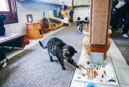 Амстердам: приют для кошек на барже. 08