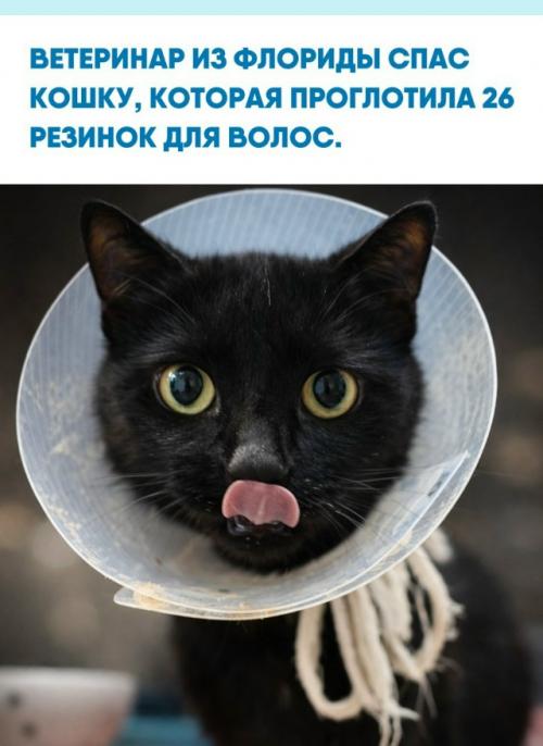 Животное привезли в клинику с критическими проблемами с кишечником, и единственным выходом казалось усыпление.  