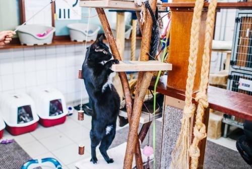 Амстердам: приют для кошек на барже.