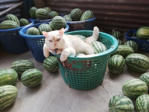 В одном из городов Таиланда живет прирождённый охранник арбузов. 02