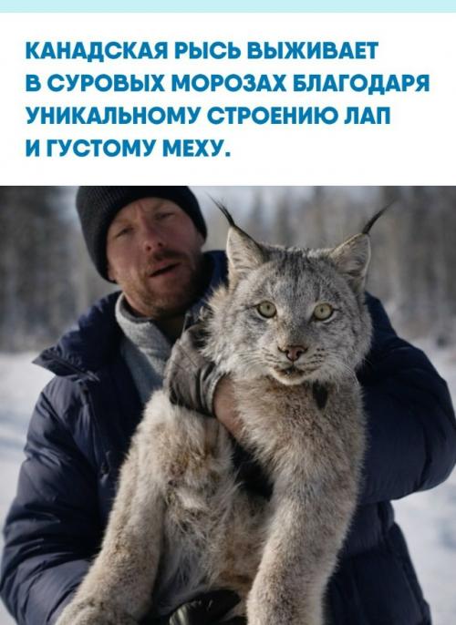 Этот лесной хищник весом до 17 кг приспособился к температурам до - 50 градусов.  