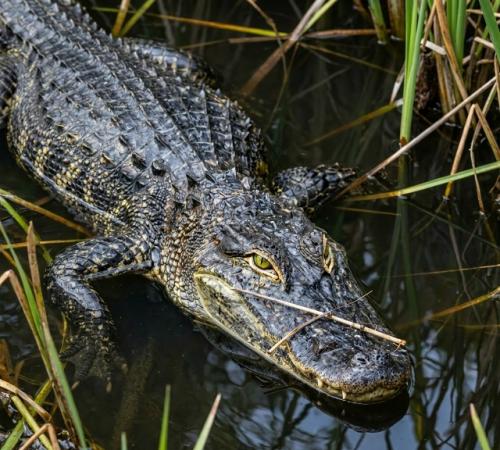 В 2013 году зоолог Владимир динец доказал, что американские аллигаторы и болотные крокодилы способны на сложное поведение. 02