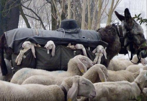 В Италии есть няньки - ослы, которых используют для перевозки новорожденных ягнят с гор во время сезонного выпаса скота. 01