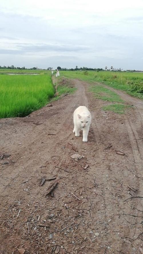 В одном из городов Таиланда живет прирождённый охранник арбузов. 04