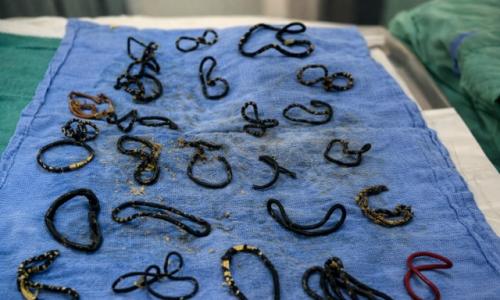 Животное привезли в клинику с критическими проблемами с кишечником, и единственным выходом казалось усыпление. 01