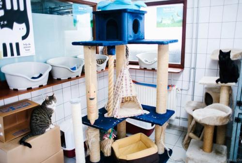 Амстердам: приют для кошек на барже. 03