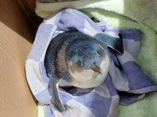 Маленький пингвин рейс в новой Зеландии задержал. 
