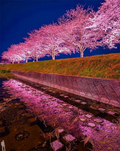 В городе хаката в префектуре фукуока есть огромный национальный парк, созданный для семейных прогулок. 02