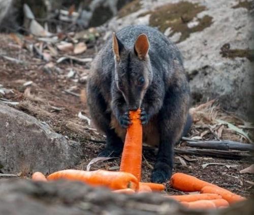 В 2010 году в австралийском штате новый южный Уэльс сбрасывали морковь и батат с вертолёта. 02