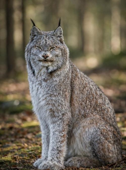 Этот лесной хищник весом до 17 кг приспособился к температурам до - 50 градусов. 01