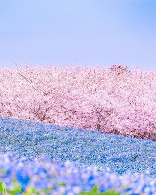 В городе хаката в префектуре фукуока есть огромный национальный парк, созданный для семейных прогулок.