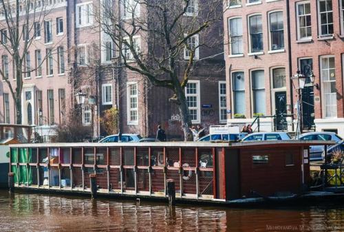 Амстердам: приют для кошек на барже. 01