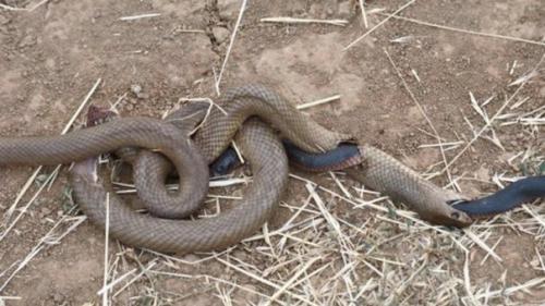 Жителю Австралии удалось обнаружить необыкновенную картину.  