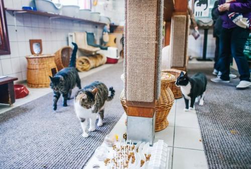 Амстердам: приют для кошек на барже. 07