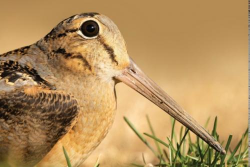 Американский вальдшнеп. 

Сейчас все в Нью-йорке съезжаются в центральный парк, чтобы вживую увидеть эту птицу - красотульку. 


