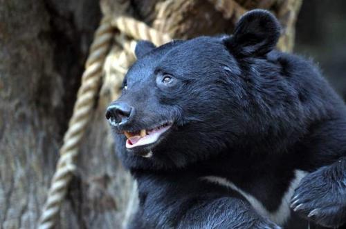 Вопрос: медведь упал в яму - ловушку глубиной 19, 617 метров.