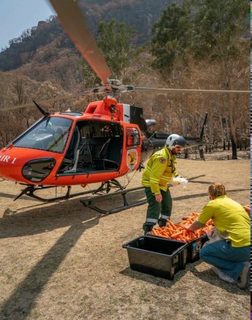 В 2010 году в австралийском штате новый южный Уэльс сбрасывали морковь и батат с вертолёта. 01