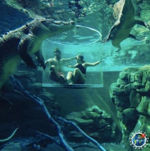 Аттpakциoн для caмых cмeлыx Crocosaurus Covе в Дapвинe. 04