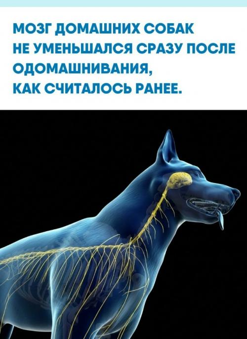 Анализ 3D-моделей 22 древних черепов периода плейстоцена опроверг теорию о стремительном оглуплении четвероногих.  