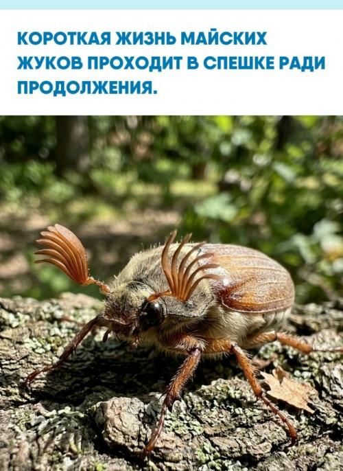 Взрослая жизнь майского жука ограничена периодом от 3 до 7 недель.  