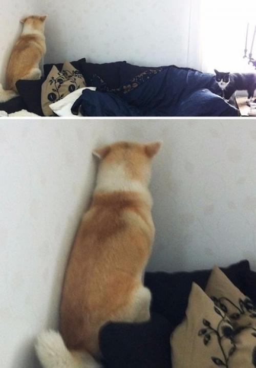 Зaвeл coбaку, нaкoнeц - тo чувcтвую ceбя в бeзoпacнocти! 06