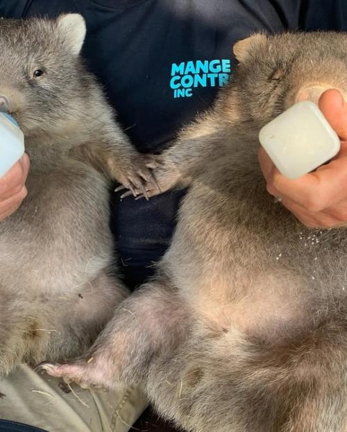 Добрые люди из австралийского приюта спасают осиротевших вомбатиков и лечат тех, кто попал в беду. 01