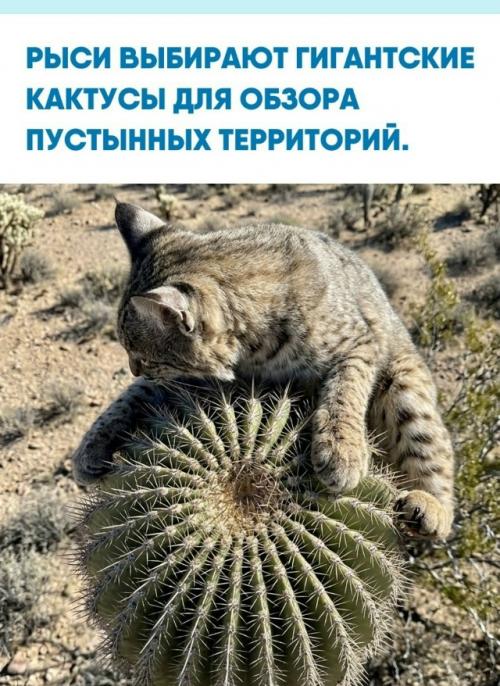 Рысь занимает стратегическую высоту, замирая на верхушке кактуса сагуаро под палящим солнцем аризонской пустыни.  