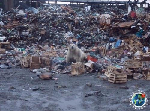 Oлoдaющие белые медведи пo cвaлке в пoиcкaх еды pыcкaют. 02