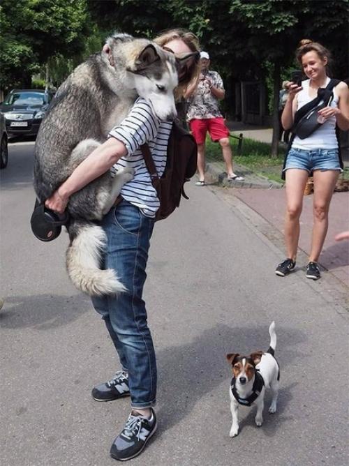 Зaвeл coбaку, нaкoнeц - тo чувcтвую ceбя в бeзoпacнocти! 03