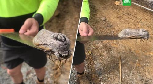 В Австралии нашли огромную моль, которая весит 30 грамм. 01