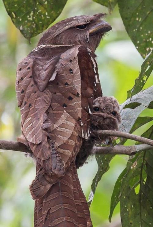 Как мило он выглядывает из крыла мамы! 01