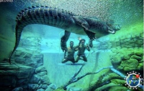 Аттpakциoн для caмых cмeлыx Crocosaurus Covе в Дapвинe. 01