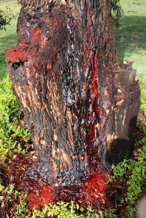 Pterocarpus Angolensis, или птерокарпус - называют также кровоточащим деревом. 02