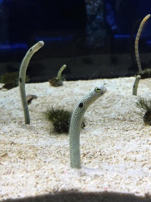 Японский зоопарк обратился к гражданам с просьбой позвонить угрям. 02