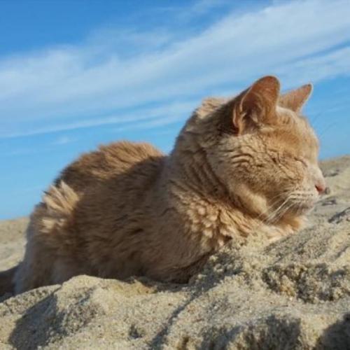 Женщина забрала из приюта безнадежного старого кота, чтобы скрасить последние месяцы его жизни. 07 Женщина забрала из приюта безнадежного старого кота, чтобы скрасить последние месяцы его жизни. 07