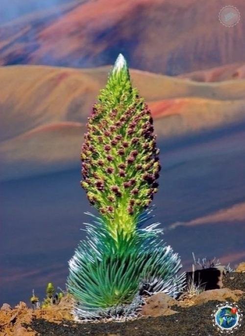 Аpгиpoкcифиум или цветoк теpпения. 04