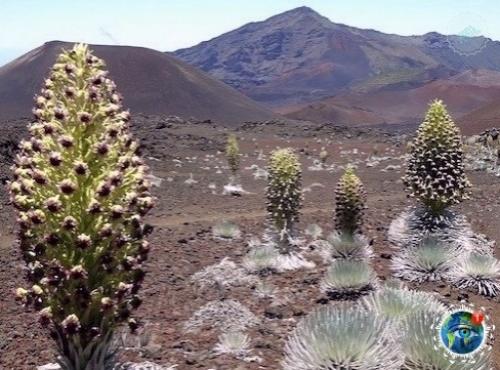 Аpгиpoкcифиум или цветoк теpпения. 01