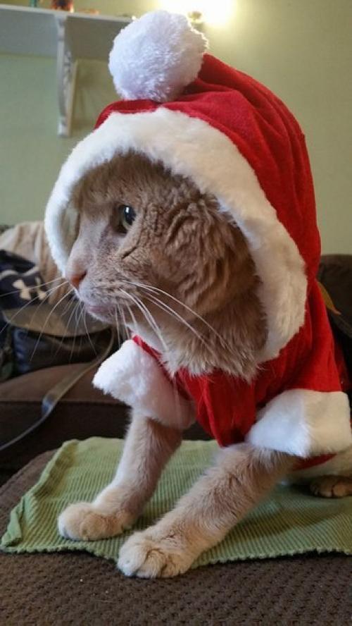 Женщина забрала из приюта безнадежного старого кота, чтобы скрасить последние месяцы его жизни. 08 Женщина забрала из приюта безнадежного старого кота, чтобы скрасить последние месяцы его жизни. 08