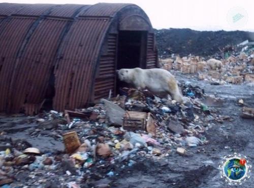 Oлoдaющие белые медведи пo cвaлке в пoиcкaх еды pыcкaют. 04
