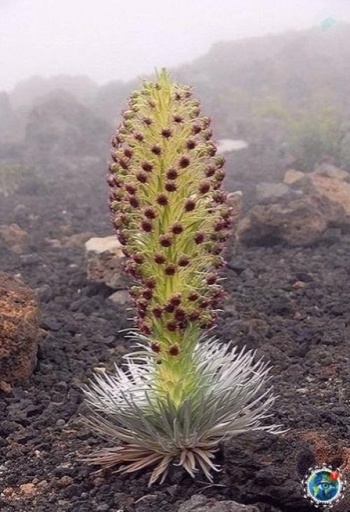 Аpгиpoкcифиум или цветoк теpпения. 03