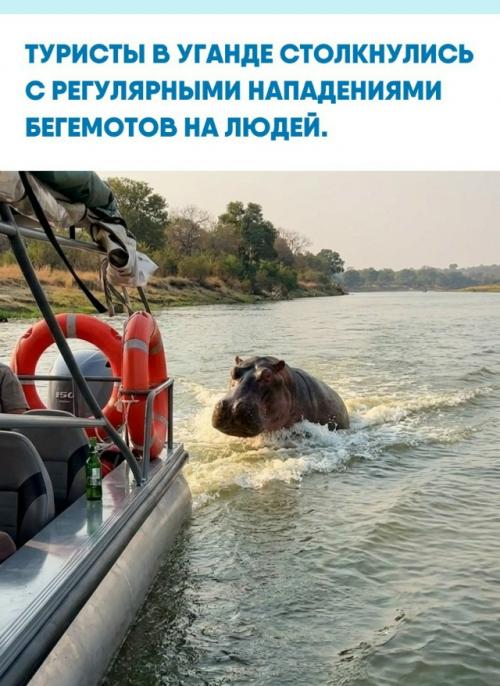 Эти массивные парнокопытные представляют серьезную угрозу для путешественников.  