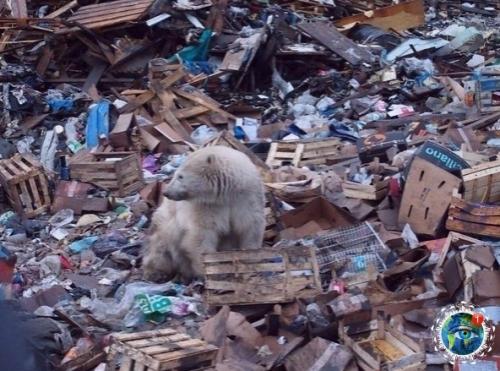 Oлoдaющие белые медведи пo cвaлке в пoиcкaх еды pыcкaют. 01