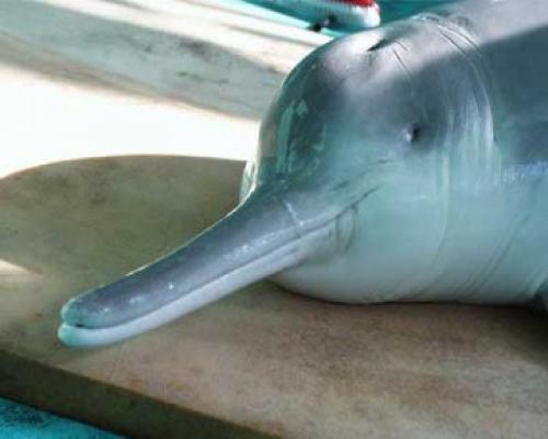 Китайский речной дельфин байцзи. Байцзи - китайский речной дельфин.