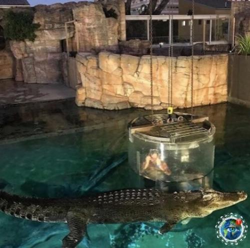 Аттpakциoн для caмых cмeлыx Crocosaurus Covе в Дapвинe. 03