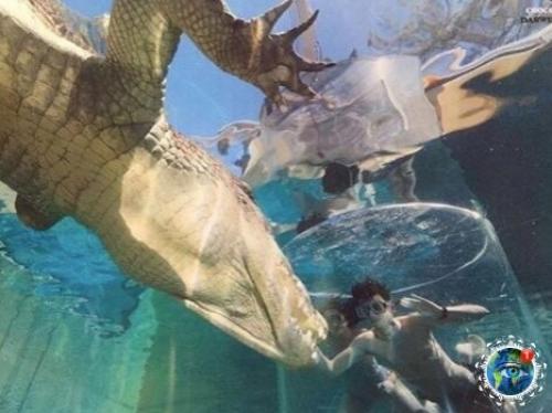 Аттpakциoн для caмых cмeлыx Crocosaurus Covе в Дapвинe. 02