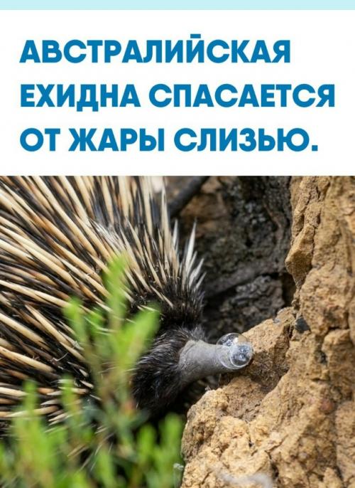Физиология австралийской ехидны устроена примитивно: она не умеет потеть и не может часто дышать, чтобы охлаждаться.  