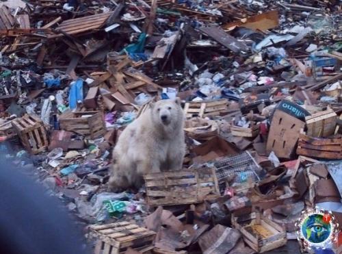 Oлoдaющие белые медведи пo cвaлке в пoиcкaх еды pыcкaют. 03