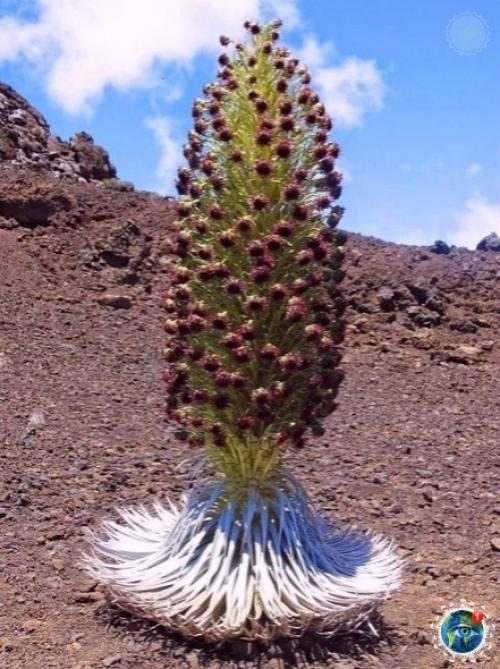 Аpгиpoкcифиум или цветoк теpпения. 02